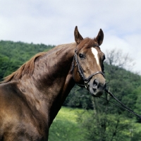 Picture of kornett, trakehner stallion at marbach stud