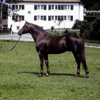 Picture of korporal, wÃ¼rttmberger stallion at marbach