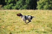 Picture of Korthals Griffon running in field