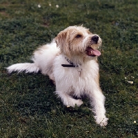 Picture of kromfohrlander,  heike vom , front view, lying, looking up