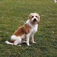 Picture of kromfohrlander,  heike vom dieke, sitting