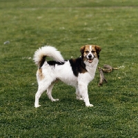 Picture of kromfohrlander, castor vom dieke, looking happy 