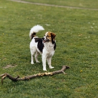 Picture of kromfohrlander, castor vom dieke near stick