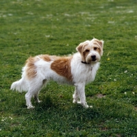 Picture of kromfohrlander, heike vom dieke,  looking at camera