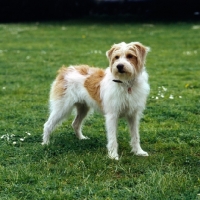 Picture of kromfohrlander, heike vom dieke on grass