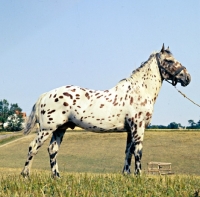 Picture of kronplet, knabstrup stallion in denmark