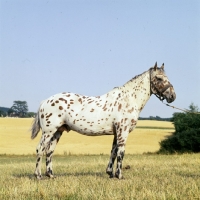 Picture of kronplet, knabstrup stallion