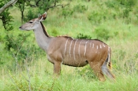 Picture of Kudu side view