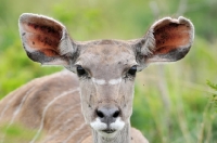 Picture of Kudu