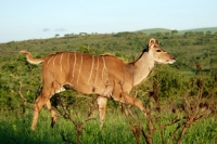 Picture of Kudu