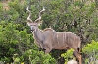 Picture of Kudu