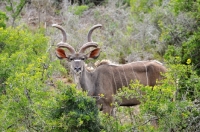 Picture of kudu