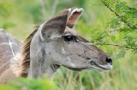 Picture of Kudu