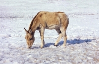 Picture of Kulan grazing in snowy field
