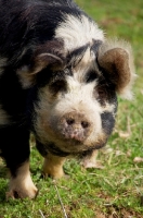 Picture of Kunekune looking at camera