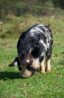Picture of Kunekune pig, full body