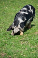 Picture of Kunekune pig grazing grass