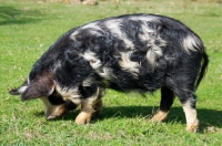 Picture of Kunekune pig grazing, side view