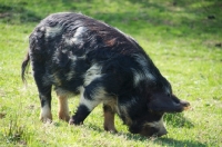 Picture of Kunekune pig grazing, side view