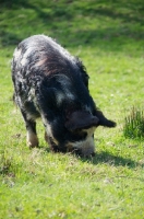Picture of Kunekune pig grazing