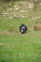 Picture of Kunekune pig in distance