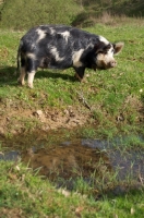 Picture of Kunekune pig near water