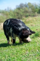 Picture of Kunekune pig on grass