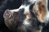 Picture of Kunekune pig portrait