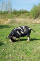 Picture of Kunekune pig, side view