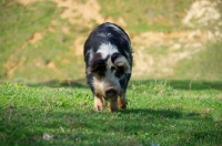 Picture of Kunekune pig walking