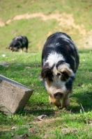 Picture of Kunekune pig