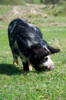 Picture of Kunekune pig