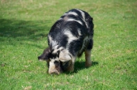 Picture of Kunekune pig