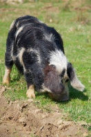Picture of Kunekune pig