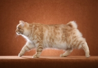 Picture of Kurilian Bobtail looking ahead