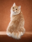 Picture of Kurilian Bobtail looking back