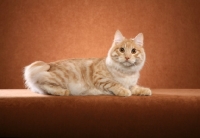 Picture of Kurilian Bobtail lying down