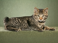 Picture of Kurilian Bobtail (shorthair), lying down