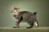 Picture of Kurilian Bobtail (shorthair), walking