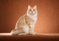 Picture of Kurilian Bobtail sitting down