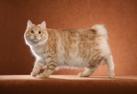 Picture of Kurilian Bobtail walking