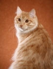 Picture of Kurilian Bobtail 