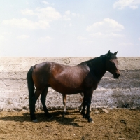 Picture of kushum mare with foal hiding