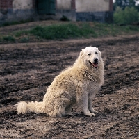Picture of kuvasz,  farm dog  on muddy road at farm in hungary