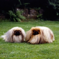 Picture of l, ch belnap ego & r,ch applause by belnap,  two pekingese in show coat