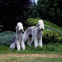 Picture of l, ch rathsrigg raggald, r, ch rathsrigg reflection, 
two bedlington terriers standing and sitting together