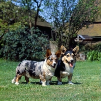 Picture of l, ch rozavel blue tinsel, bitch, r,rozavel galawnt, two cardigan corgis standing on grass