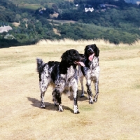 Picture of l, mitze of houndbrae , right, rheewall merrydane magpie (maggie),  two large  munsterlanders walking on dry landscape grass