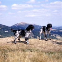 Picture of l, mitze of houndbrae , right, rheewall merrydane magpie (maggie), two large munsterlanders standing on dry landscape grass