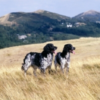 Picture of l, mitze of houndbrae , right, rheewall errydane magpie (maggie),  two large munsterlanders standing on dry landscape grass